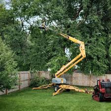 How Our Tree Care Process Works  in  Gassville, AR