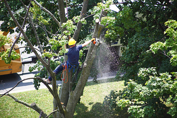 Lawn Renovation and Restoration in Gassville, AR